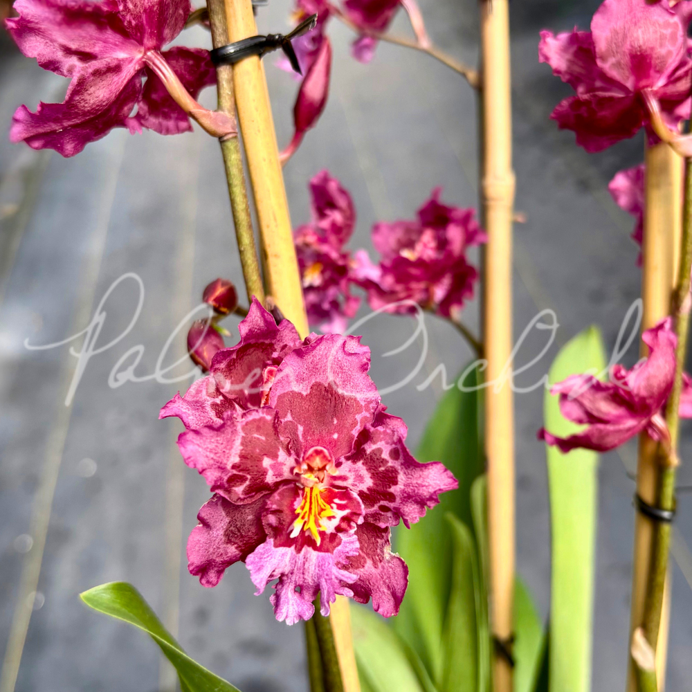 Onc. Lisa Devos — Palmer Orchids